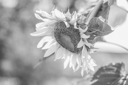 Helianthus annuus - sunflower - Seeds of ripen sunflowers ,black and whiteの写真素材