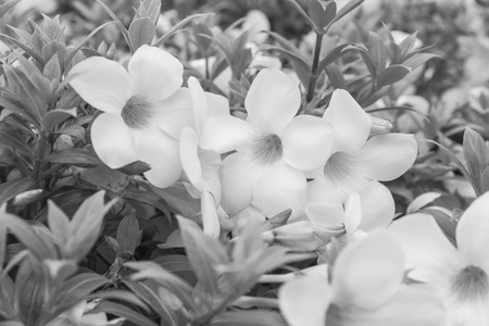 Allamanda, beautiful yellow flower,black ant whiteの写真素材