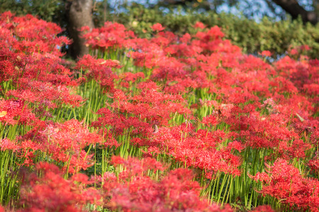 Red spider lily, lycoris radiata, cluster amaryllis, higanbanaの写真素材