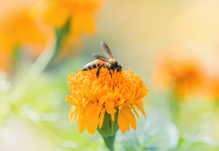 Bee on double orange marigold, genus Tagetes, or species Calendula officinalis brighten up the autumn gardenの写真素材