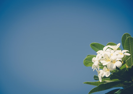 White plumeria with blue sky background ,vintageの写真素材