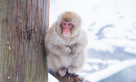 Snow Monkey ,nagano,japanの写真素材