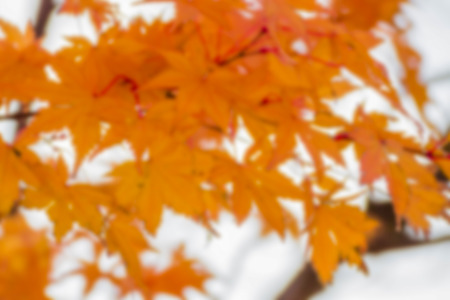 autumnal background, slightly defocused marple leavesの写真素材