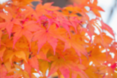 autumnal background, slightly defocused marple leavesの写真素材