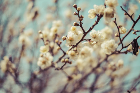 Beautiful flowering Japanese cherry - Sakura. Background with flowers on a spring day,vintageの写真素材