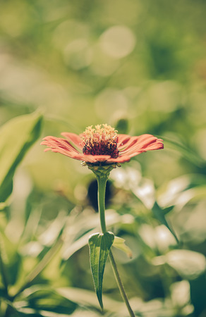 Zinnia flower,closeup of red Zinnia flower in full bloom,Youth-and-old-age flower,vintageの写真素材