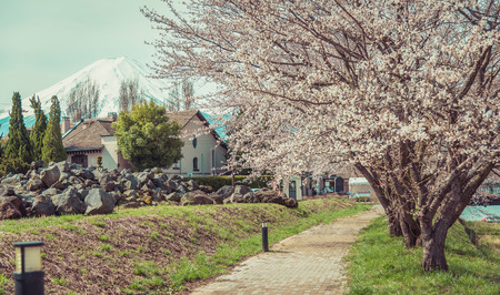 KAWAGUCHIKO, JAPAN- 12 APRIL 2015:  Mountain Fuji in spring ,Cherry blossom Sakura,vintageのeditorial素材