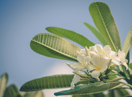 White plumeria with blue sky background ,vintageの写真素材