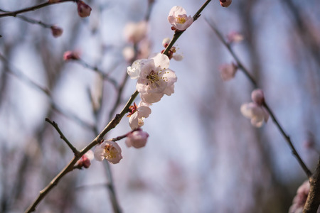 Beautiful flowering Japanese cherry - Sakura. Background with flowers on a spring day.の写真素材