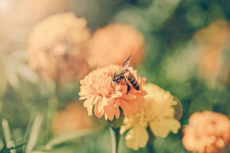 Bee on double orange marigold, genus Tagetes, or species Calendula officinalis brighten up the autumn garden ,vintageの写真素材