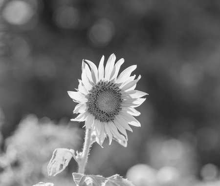 Helianthus annuus - sunflower - Seeds of ripen sunflowers ,black and whiteの写真素材