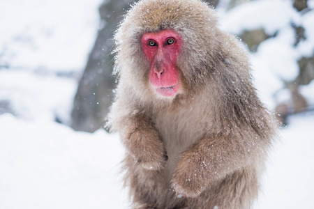 Snow Monkey ,nagano,japanの写真素材