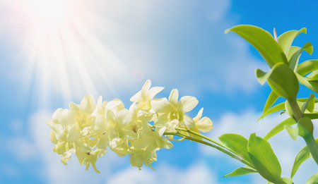Yellow Orchid Flower isolated on blue sky backgroundの写真素材