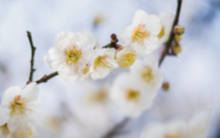 Beautiful flowering Japanese cherry - Sakura. Background with flowers on a spring day.の写真素材