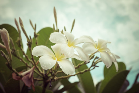 White plumeria on the plumeria tree,vintageの写真素材