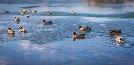 Common Teal or Eurasian Teal (Anas crecca) in Japanの写真素材