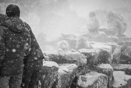 Jigokudani snow monkey bathing onsen hotspring famous sightseeing in Japan , black and whiteの写真素材