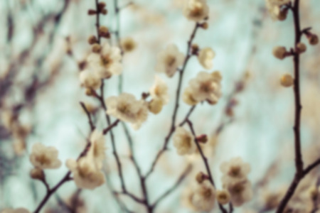 Beautiful flowering Japanese cherry - Sakura. Background with flowers on a spring day,vintageの写真素材
