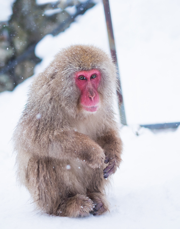 Snow Monkey ,nagano,japanの写真素材