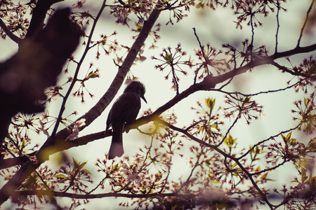 Silhouette Bird on Cherry BlossomTreevintageの写真素材