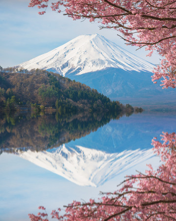 mt.fuji and sakuraの写真素材