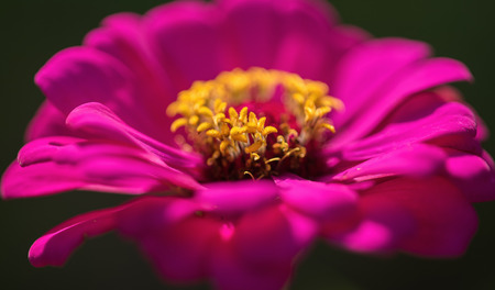 Zinnia flower,closeup of red Zinnia flower in full bloom,Youth-and-old-age flowerの写真素材