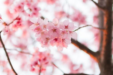 Pink Sakura flower blooming.の写真素材