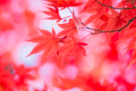blur maple tree in autumn seasonの写真素材