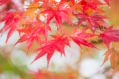 blur maple tree in autumn seasonの写真素材