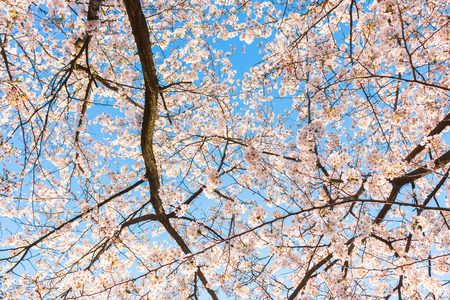 Beautiful cherry blossoms above with clear blue sky in background.の写真素材