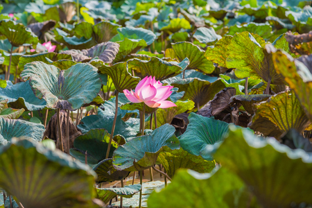 Lotus flower and Lotus flower plantsの写真素材