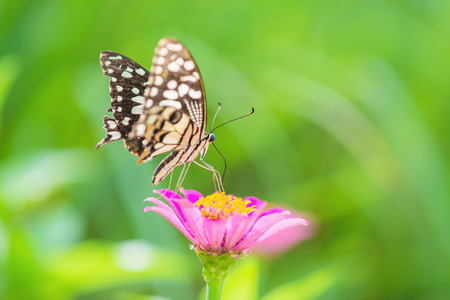 Butterfly and Beautiful flowerの写真素材