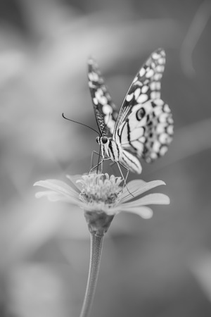 Butterfly and Beautiful flower , black and whiteの写真素材