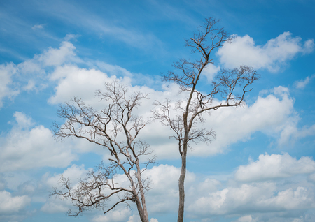 dead tree against blue skyの写真素材
