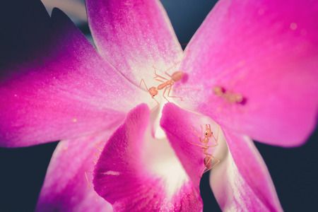Ant in Pink Orchid Flower ,vintageの写真素材