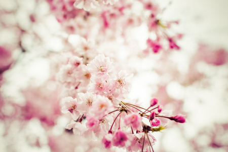 Pink Sakura flower blooming,vintageの写真素材