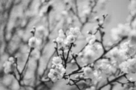 Beautiful flowering Japanese cherry - Sakura. Background with flowers on a spring day.の写真素材