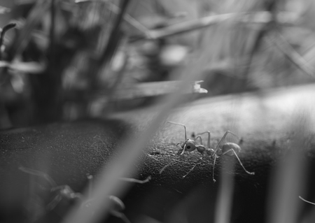 red ant , black and whiteの写真素材