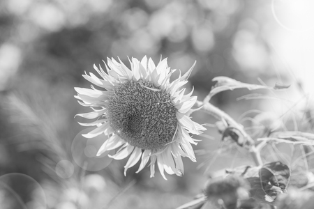 Helianthus annuus - sunflower - Seeds of ripen sunflowers ,black and whiteの写真素材
