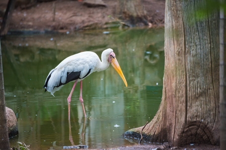 painted stork bird or mycteria leucocephala on nature backgroundの写真素材