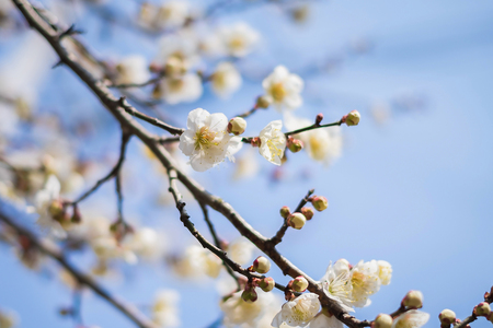 Beautiful flowering Japanese cherry - Sakura. Background with flowers on a spring day.の写真素材