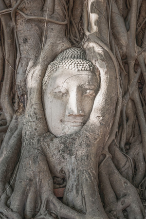 Head of Buddha in The Tree Ayutthaya Thailandの写真素材