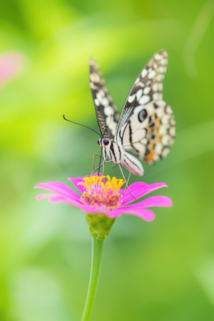 Butterfly and Beautiful flowerの写真素材