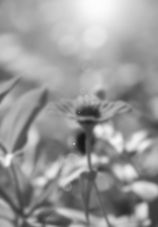 Zinnia flower,closeup of red Zinnia flower in full bloom,Youth-and-old-age flower ,black and white ,blurの写真素材