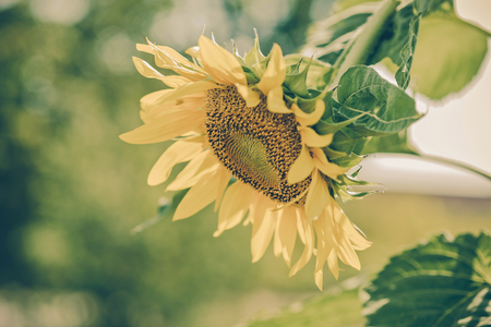 Helianthus annuus - sunflower - Seeds of ripen sunflowers,vintageの写真素材