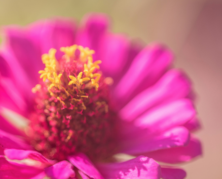 Zinnia flower,closeup of red Zinnia flower in full bloom,Youth-and-old-age flowerの写真素材