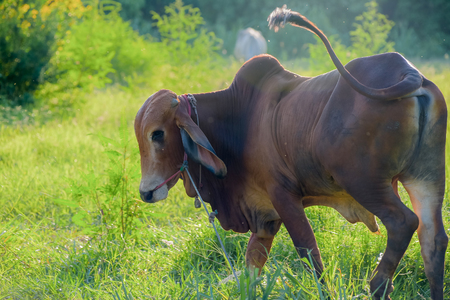 Thailand cow asia animal forestの写真素材