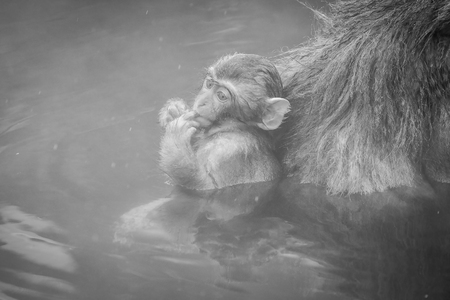 Japanese snow monkey in Jigokudani, Nagano , black and whiteの写真素材