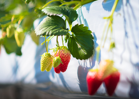 Strawberry fruits on the branch at the morning lightの写真素材