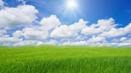 Rice field green grass blue sky cloud cloudy landscapeの写真素材